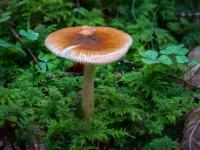 Nasser kleiner hellbrauner Pilz im Moos